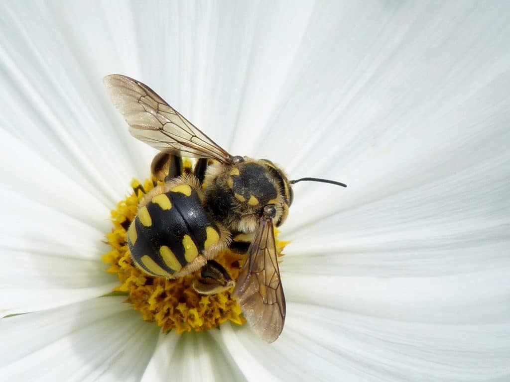 reconnaitre abeille guêpe et bourdon